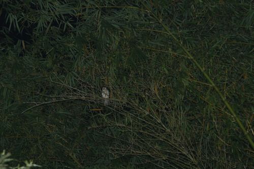 Uroglaux dimorpha, 2023-07-21