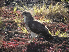 Buteo solitarius