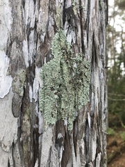 Pseudoparmelia uleana