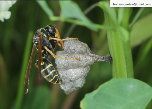 Asian Paper Wasp