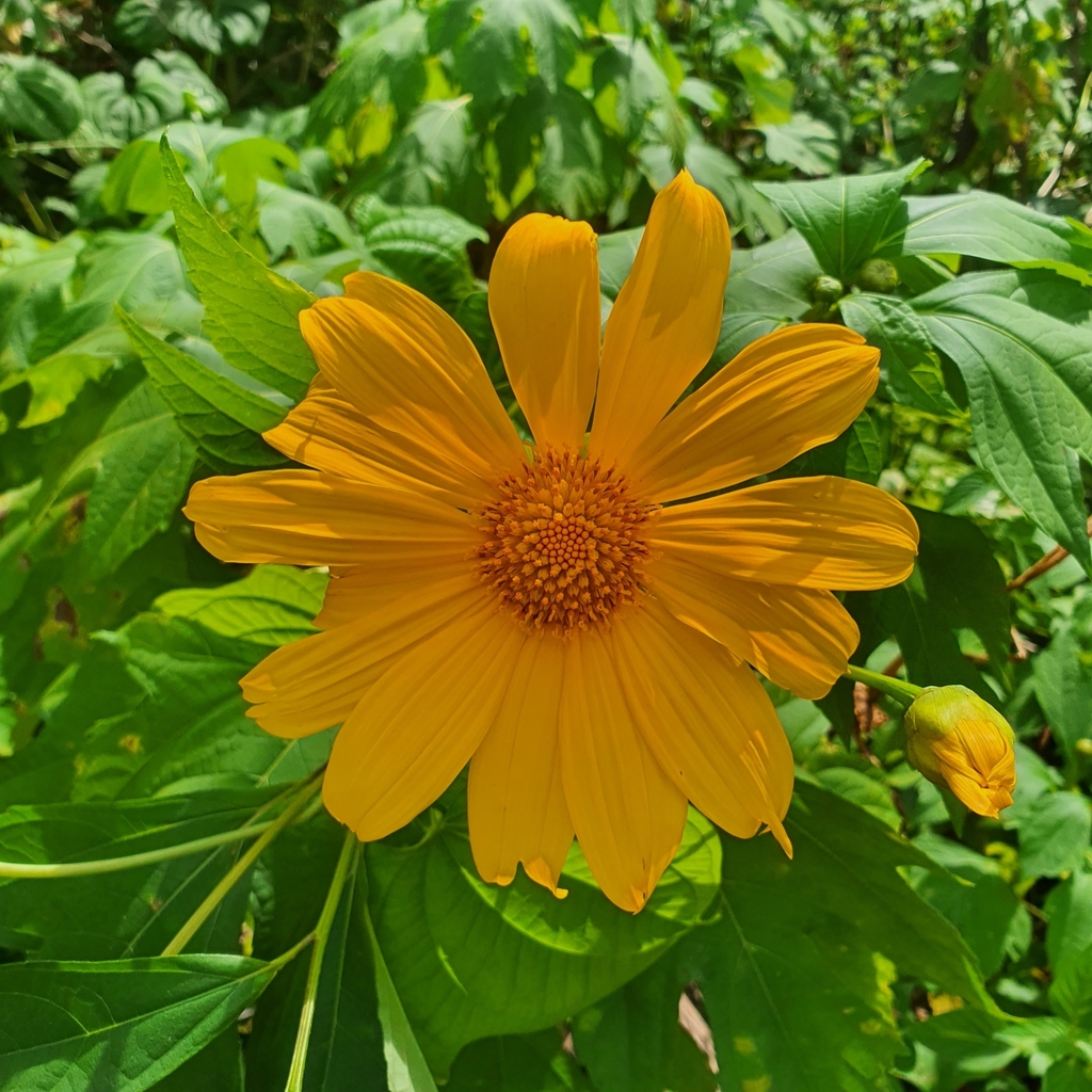 Tithonia diversifolia, Bukit Batok Nature Park