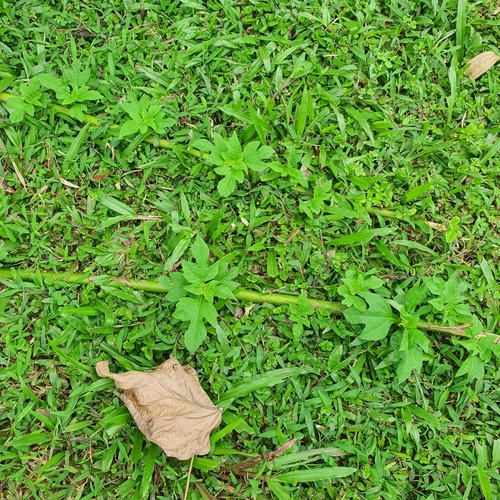 Tithonia diversifolia