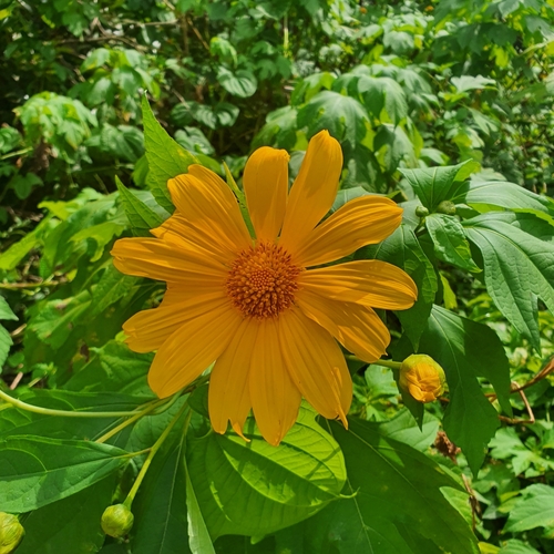 Tithonia diversifolia