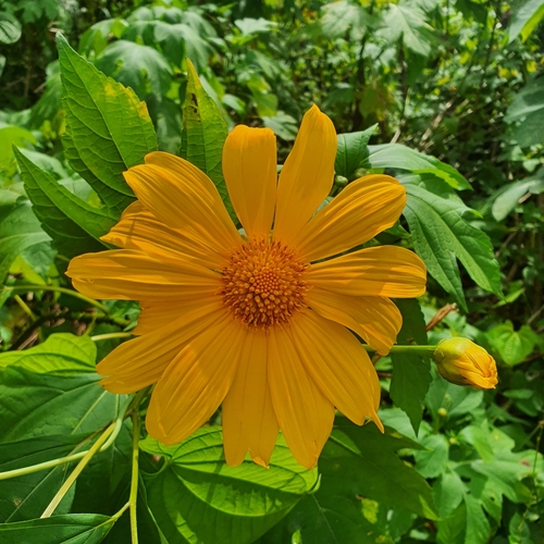 Tithonia diversifolia