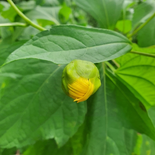 Tithonia diversifolia
