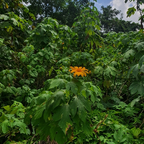 Tithonia diversifolia