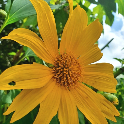 Tithonia diversifolia