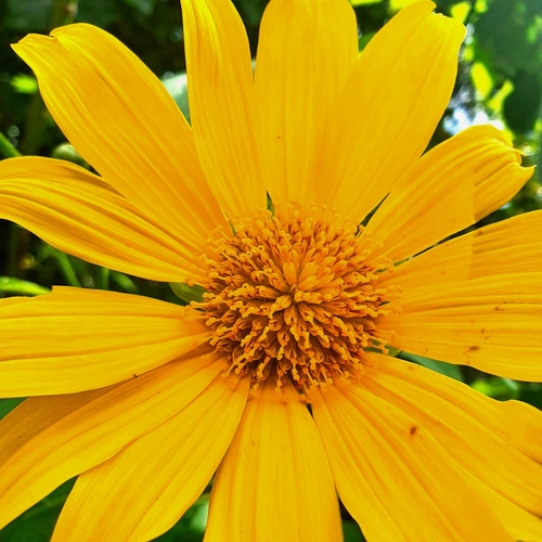 Tithonia diversifolia