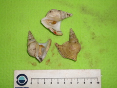 Arrhoges occidentalis