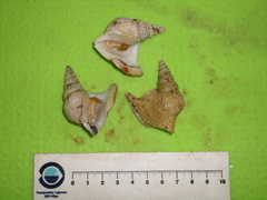 Arrhoges occidentalis