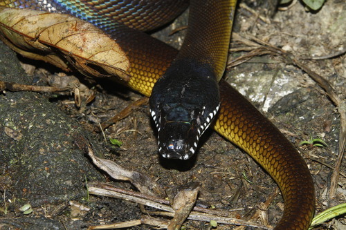Photo of a Northern White-Lipped Python (Leiopython albertisii)