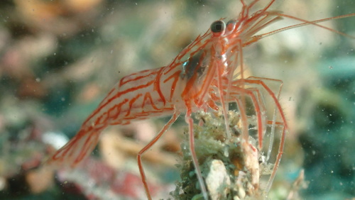 Peppermint Shrimp