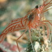 Peppermint Shrimp - Photo (c) Kevin Spingler, some rights reserved (CC BY-NC), uploaded by Kevin Spingler