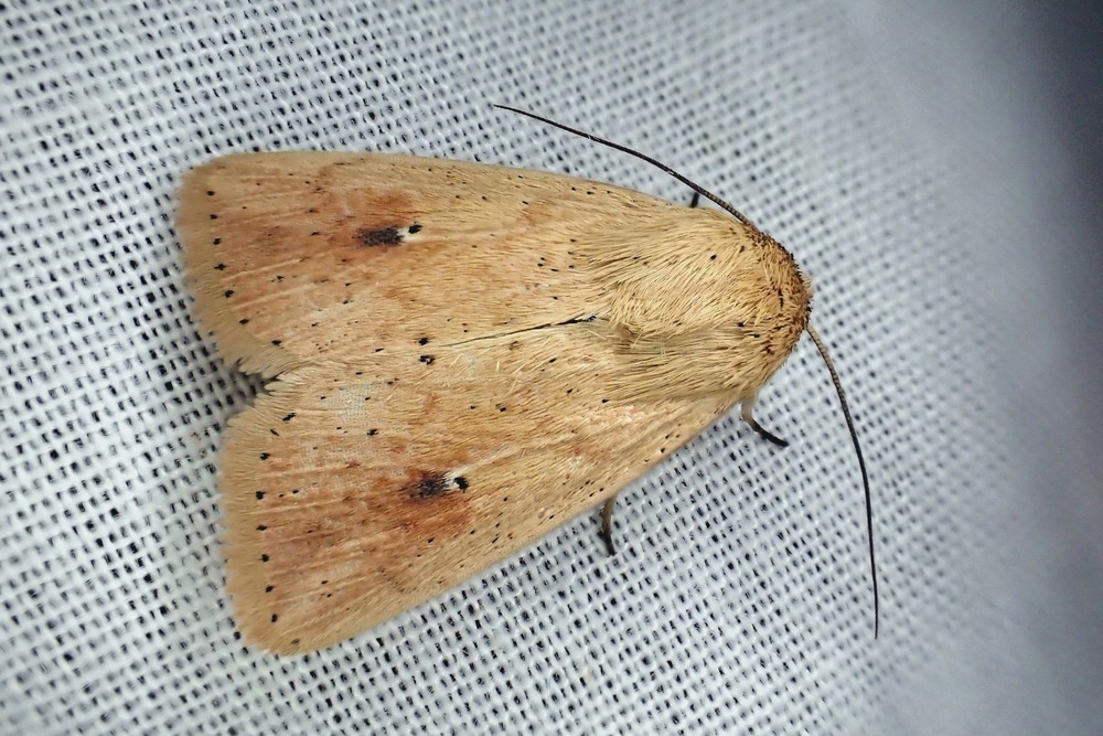 Mythimna fallaciosa