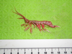 Wimvadocus torelli