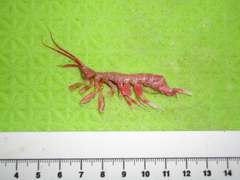 Wimvadocus torelli