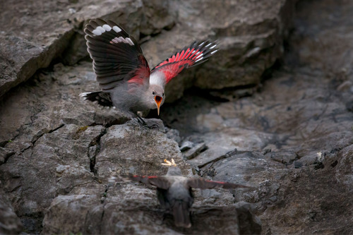 Wallcreeper, Provincia di Sondrio, Italia, photo 8 of 10