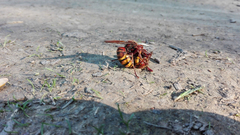 Vespa crabro
