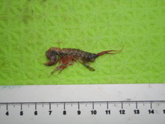 Wimvadocus torelli