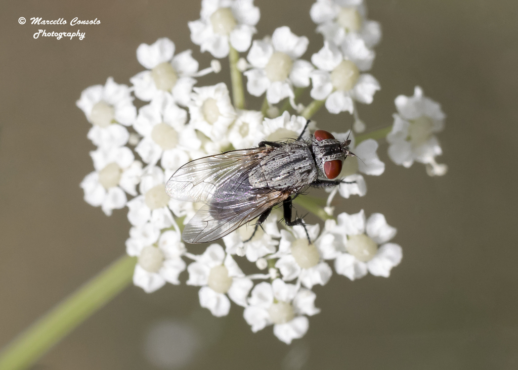 Sarcophila latifrons
