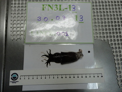 Bathyteuthis abyssicola