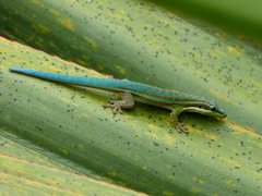 Phelsuma cepediana