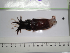 Bathyteuthis abyssicola