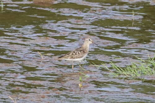 Correlimos de Temminck (Calidris temminckii)