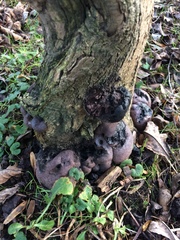 Daldinia concentrica image