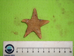 Leptychaster arcticus