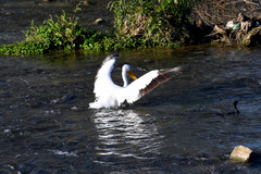 Pelecanus erythrorhynchos