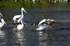 Pelecanus erythrorhynchos