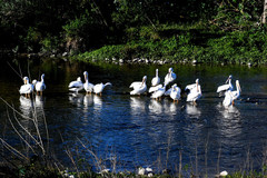 Pelecanus erythrorhynchos