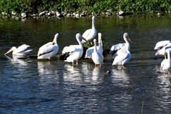 Pelecanus erythrorhynchos