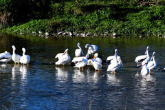 Pelecanus erythrorhynchos