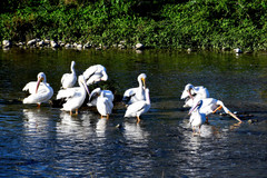 Pelecanus erythrorhynchos