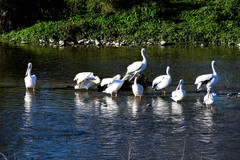 Pelecanus erythrorhynchos