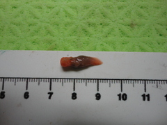 Clione limacina