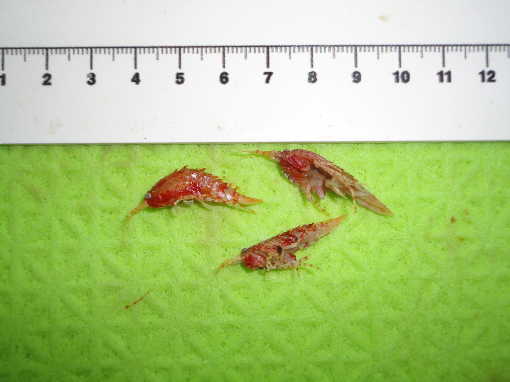 Eusiridae