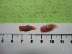 Clione limacina