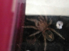 Plesiopelma