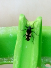 Fibrenus gibbicollis