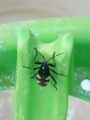 Fibrenus gibbicollis