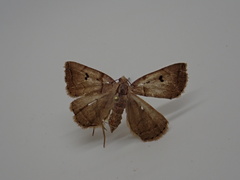 Zanclognatha laevigata