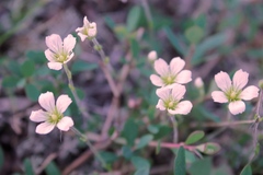 Cherleria arctica
