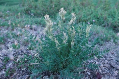 Oxytropis sordida
