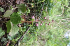 Pyrola asarifolia incarnata