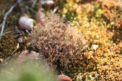 Cladonia crispata