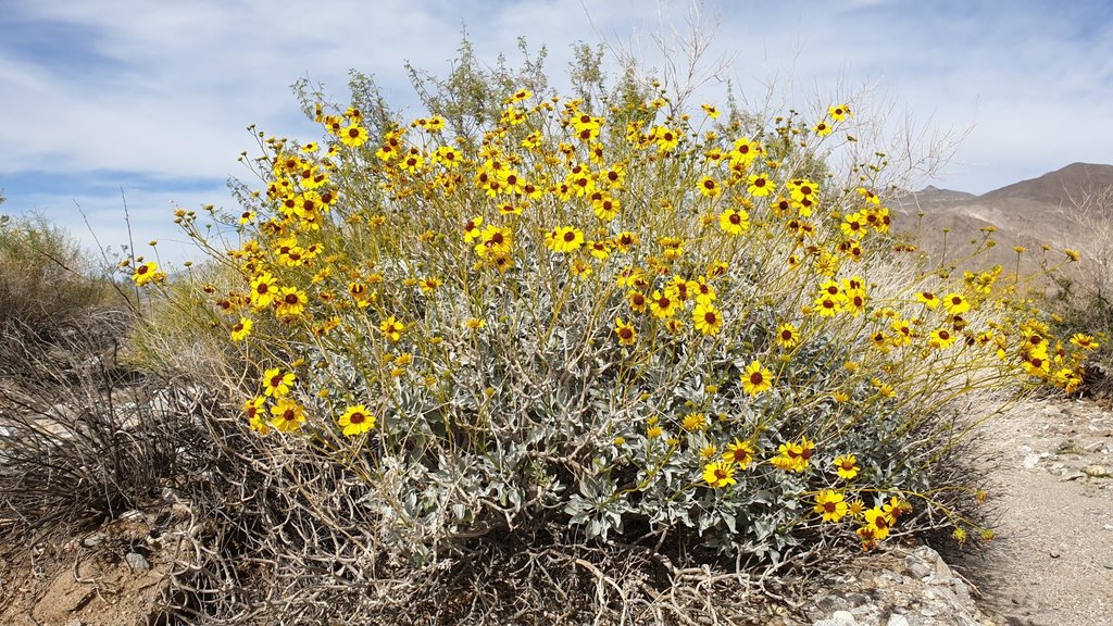 brittlebushes