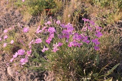 Dianthus repens
